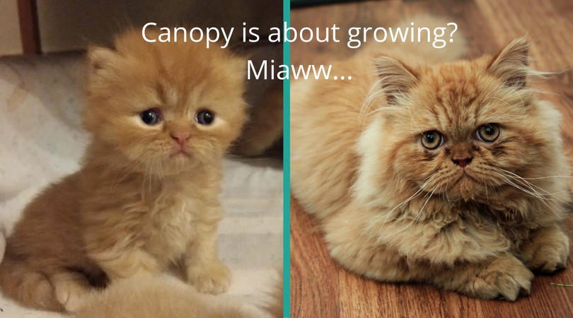 nopy-pisica-canopy-1-an