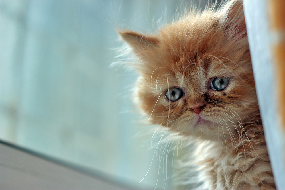 pisica-nopy-canopy-tendinte-online